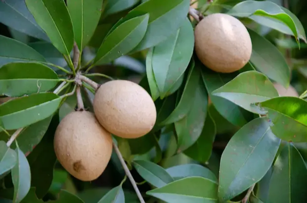 Sapota Chikoo Benefits