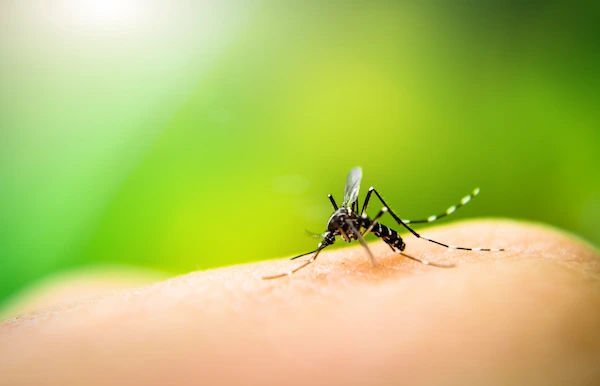 Dengue Fever