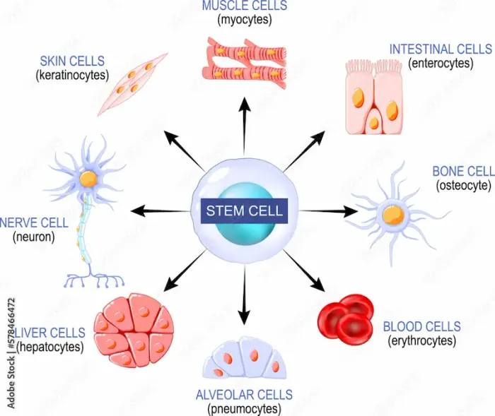 The Ultimate Guide to Stem Cells Types, Treatments, and Future Potential