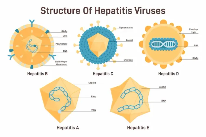 Transmission of Hepatitis A to E
