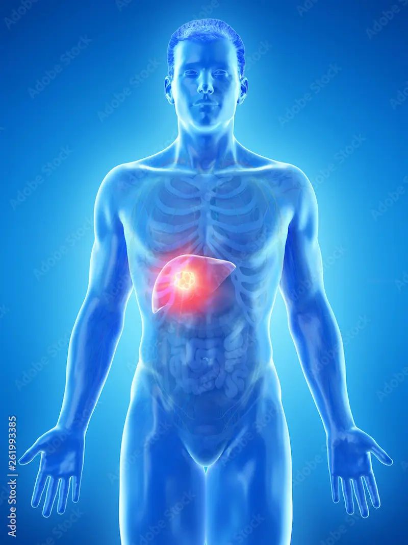 Understanding Your Liver’s Role and How Damage Occurs