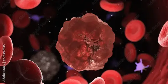 Understanding Lymphocytes