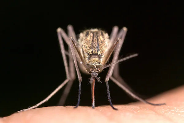 How Long Does It Take to Recover from Malaria? A Detailed Guide