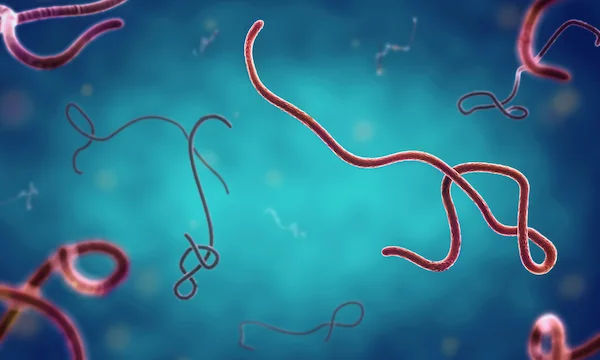Guide to Demystifying Ebola Virus Threat