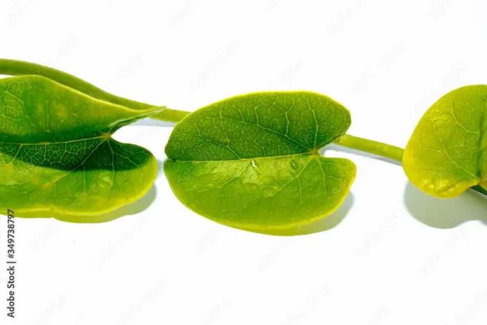 Foods To Boost Platelet Count In Dengue