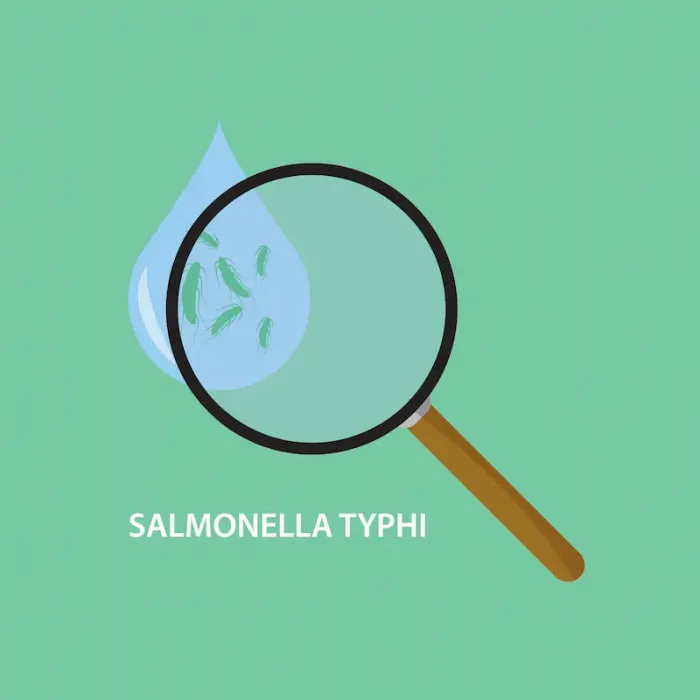 Understanding Salmonella Typhi and Typhoid Fever