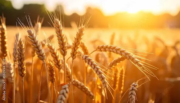 Wheat Berries: Research-Backed Health Benefits and Recipes