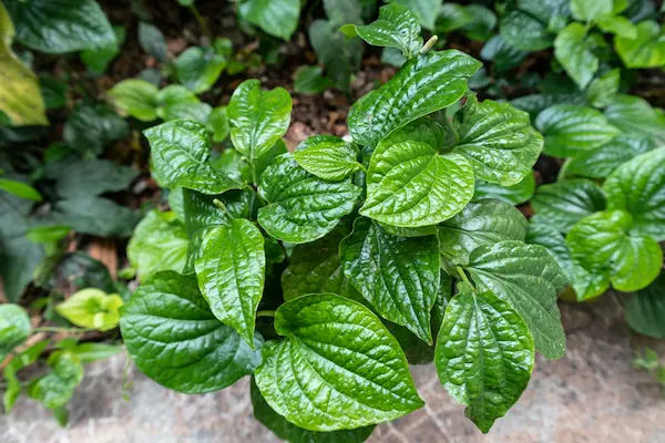 Paan Leaf