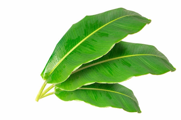banana leaf