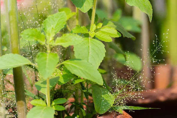 tulsi
