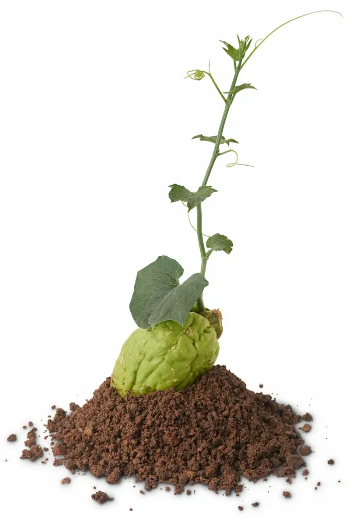 Chayote (Chow Chow) Ayurvedic Benefits, Uses, and Side Effects