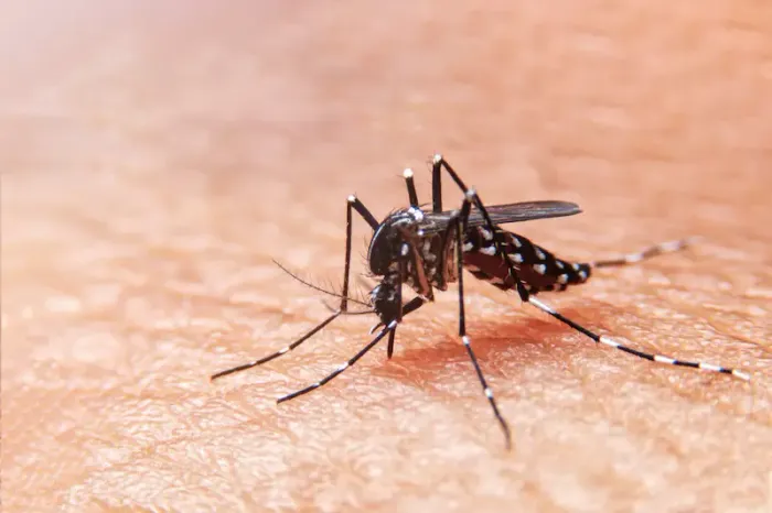 Dengue Mosquito Awareness and Prevention Tips