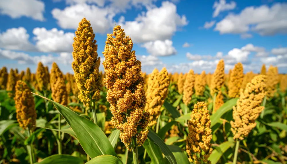 sesame seeds plant Sesame Seeds (Sesamum indicum)
