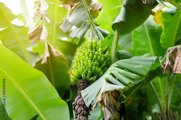 Raw Banana: Ayurveda Benefits, Uses & Side Effects