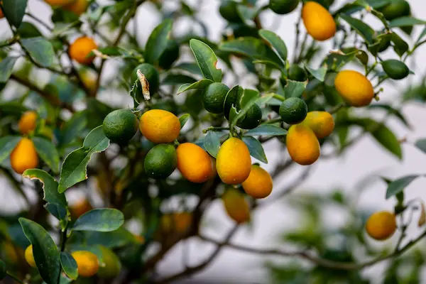 What Is a Kumquat? Unique Benefits & Characteristics
