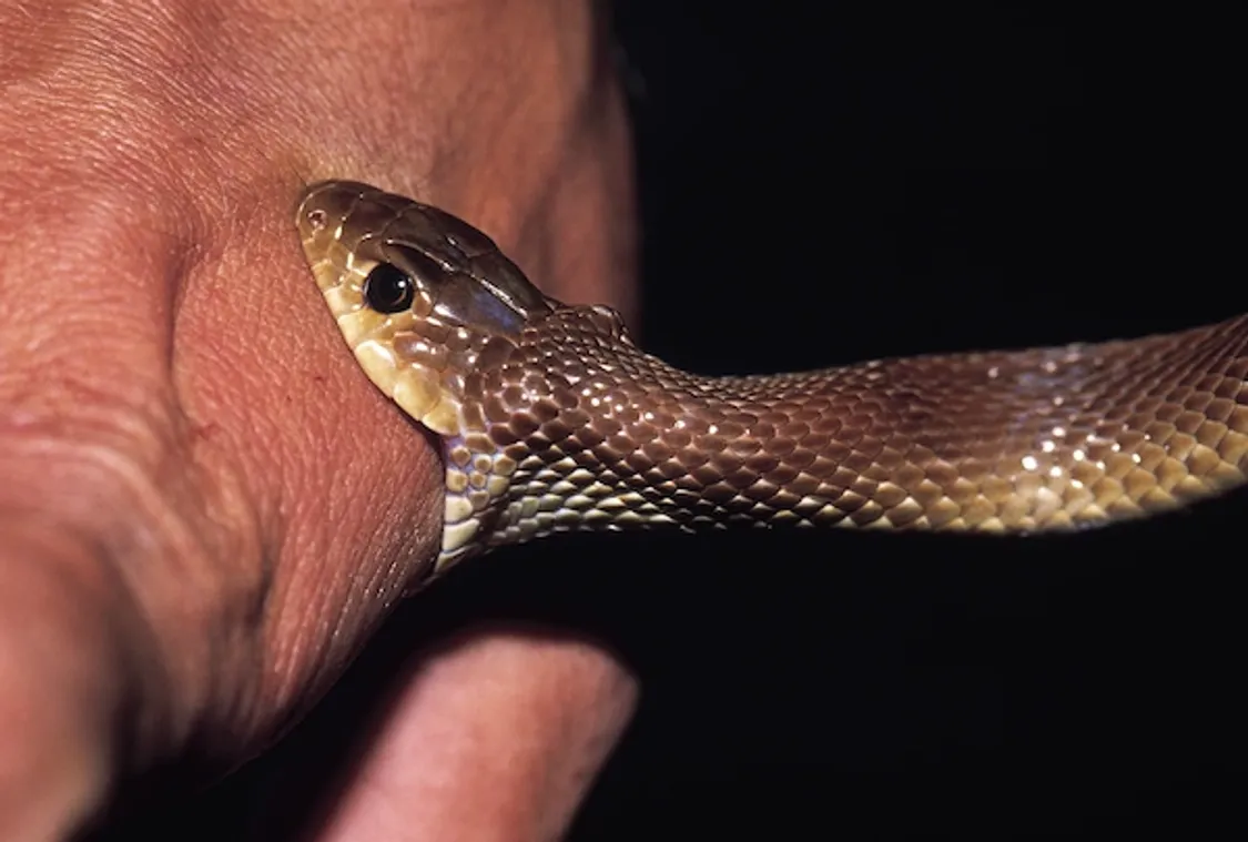 Snake Bite