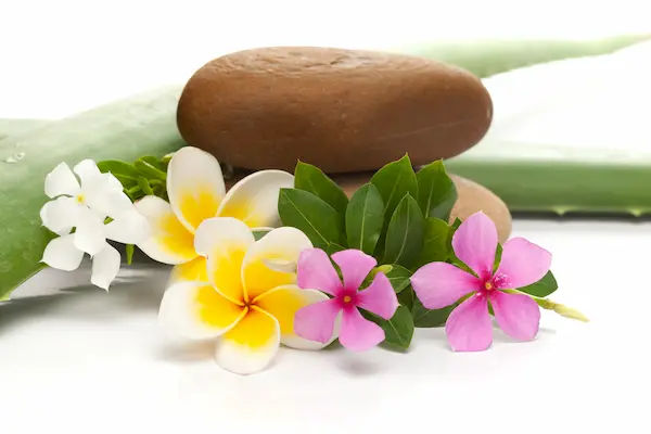 Sadabahar (Periwinkle): Ayurveda Benefits & Uses