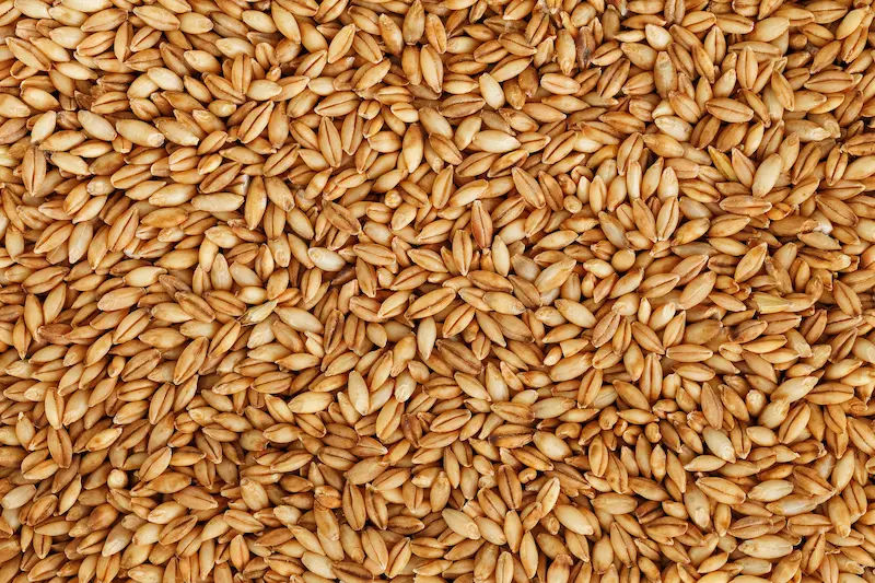 Barley Guide Uses, Benefits, Dosage & Side Effects