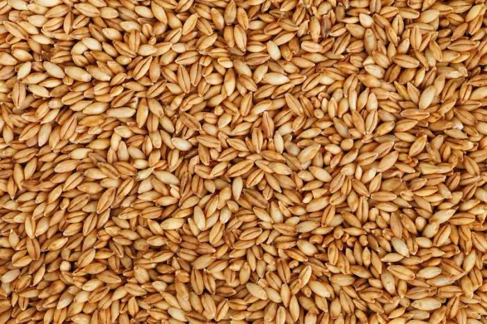 Barley Guide Uses, Benefits, Dosage & Side Effects