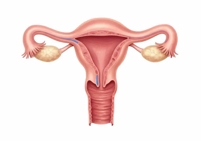 Retroverted Uterus Causes, Symptoms and Fertility