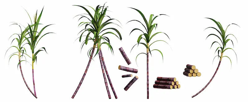 Sugarcane in Ayurveda Benefits & Risks