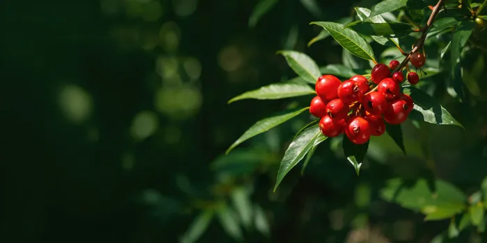 Zinc-Rich Fruits A Comprehensive Nutritional Guide