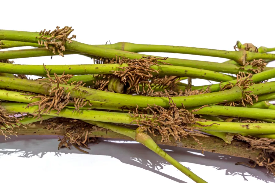 Chavya Benefits