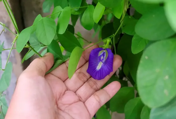 Aprajita Benefits