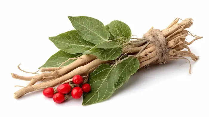 Ashwagandha for Anxiety Explained