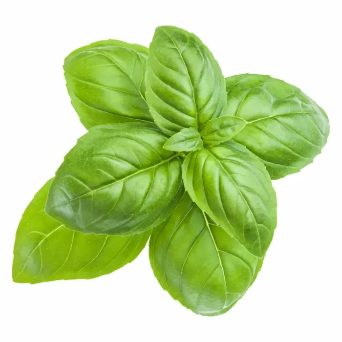 Benefits And Uses Of Basil Seeds