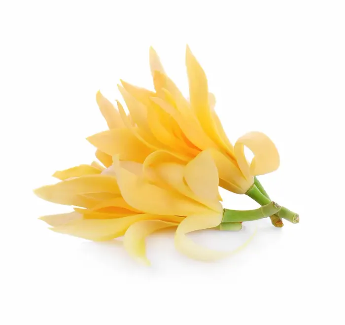Benefits of Champa