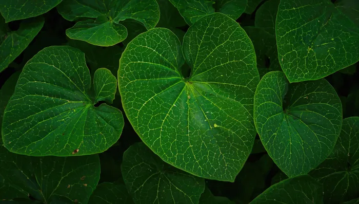 Betel Leaf