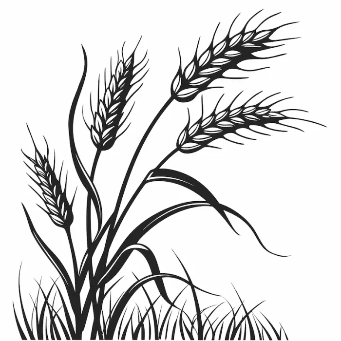 Black Wheat Benefits You Should Know