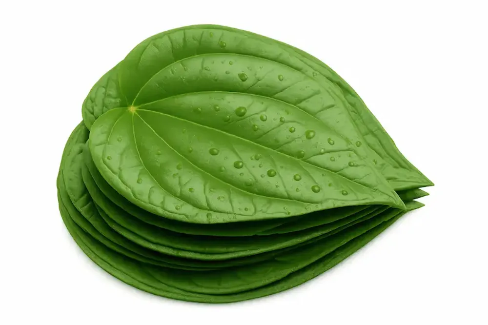 is paan without tobacco bad for health Benefits of Paan (Betel Leaf)
