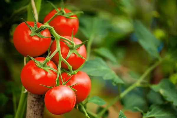 Is Tomato Good For Diabetes?
