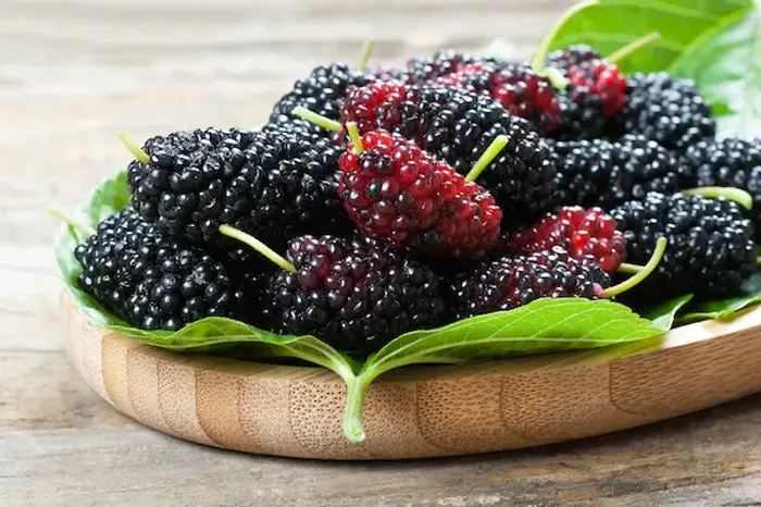 Is Mulberry Good For Diabetes?