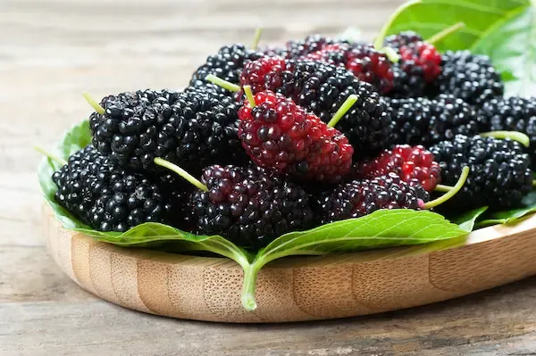 Is Mulberry Good For Diabetes?