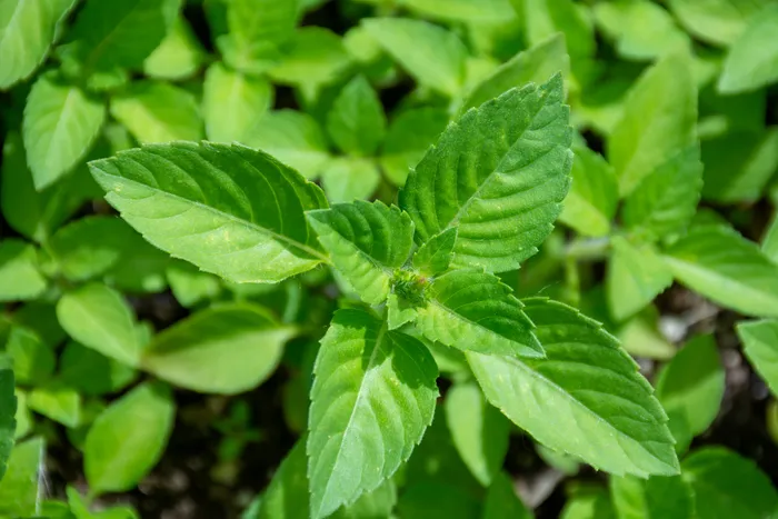 tulsi