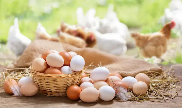 Is Egg Good For Diabetes?