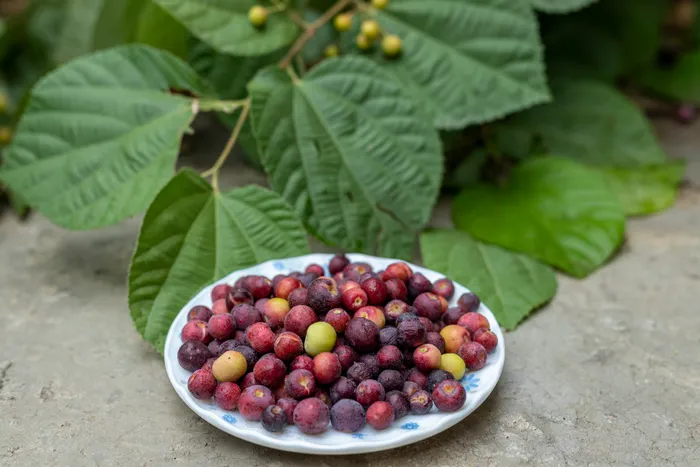 phalsa
