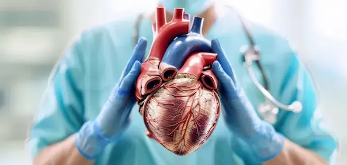 Risk Factors For Heart Disease: Prevention, and Management