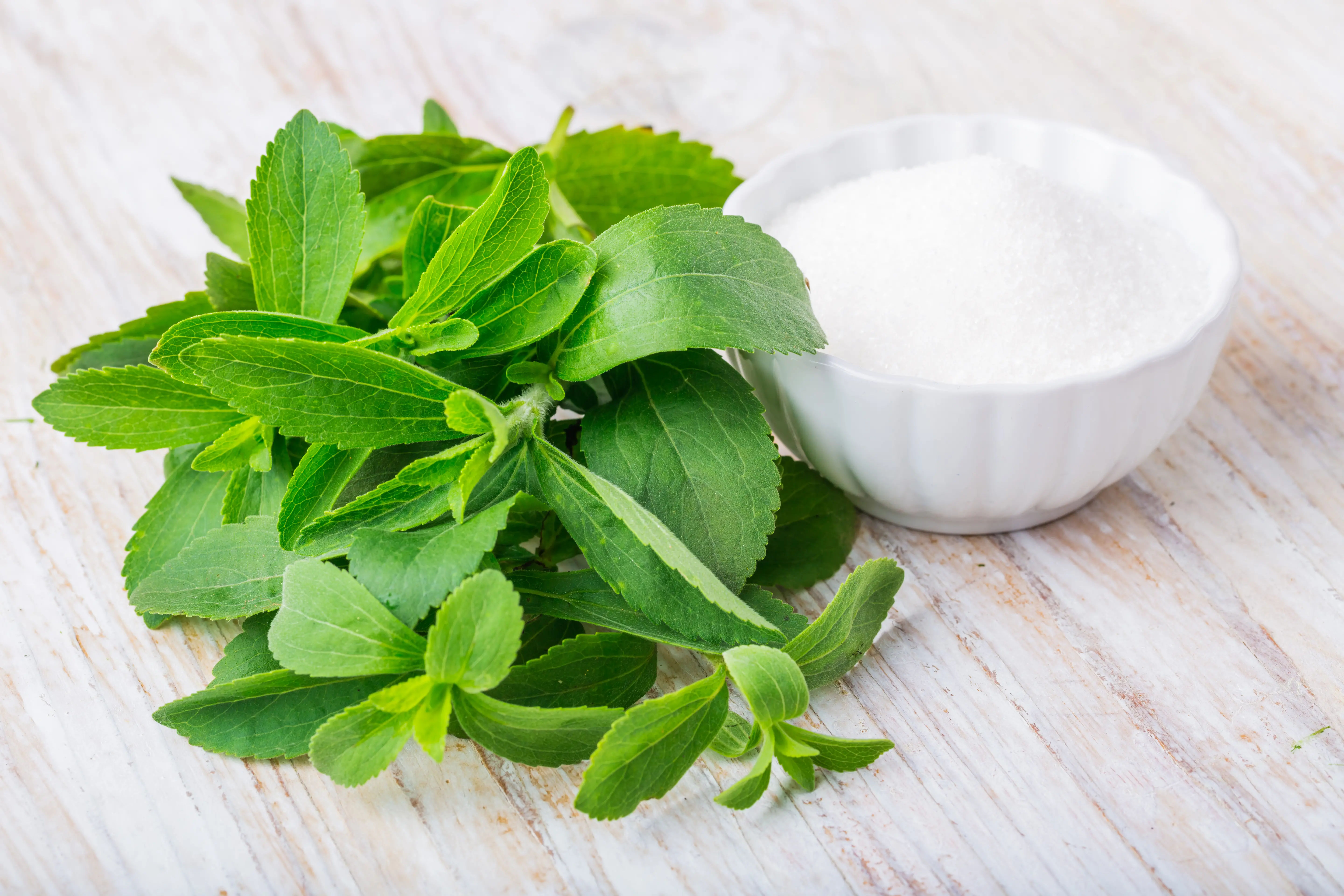 Stevia And Diabetes Dangers