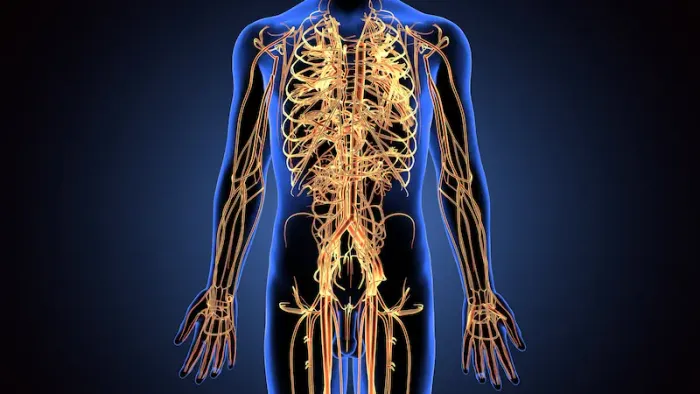 Understanding the Nervous System: An Essential Guide for Patients