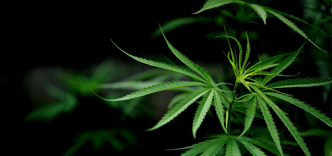 cannabis for migraine