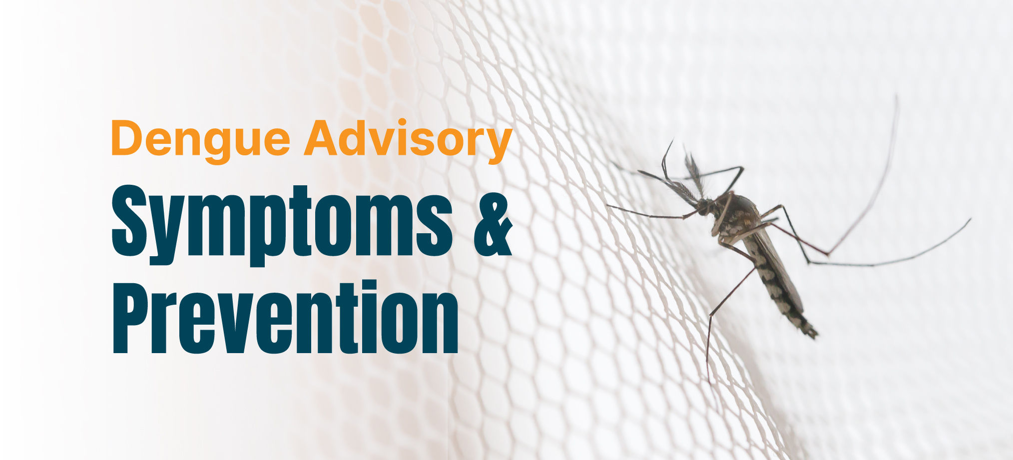 How to Prevent the Deadly Dengue Fever