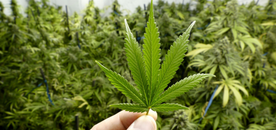 Research Says Marijuana Use Can Damage Your Heart!