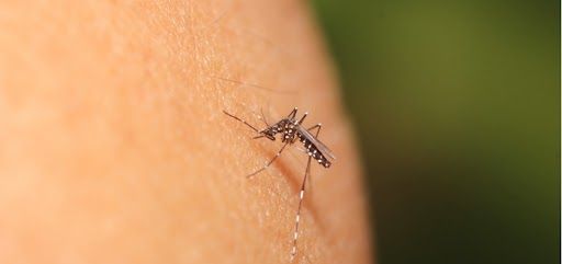 Mosquito-Borne Diseases