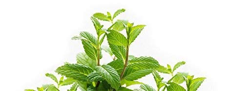 Gold Medal Medicated Oil 25 ml, Pack of 1 Gold Medal Medicated Oil 25 ml, Pack of 1