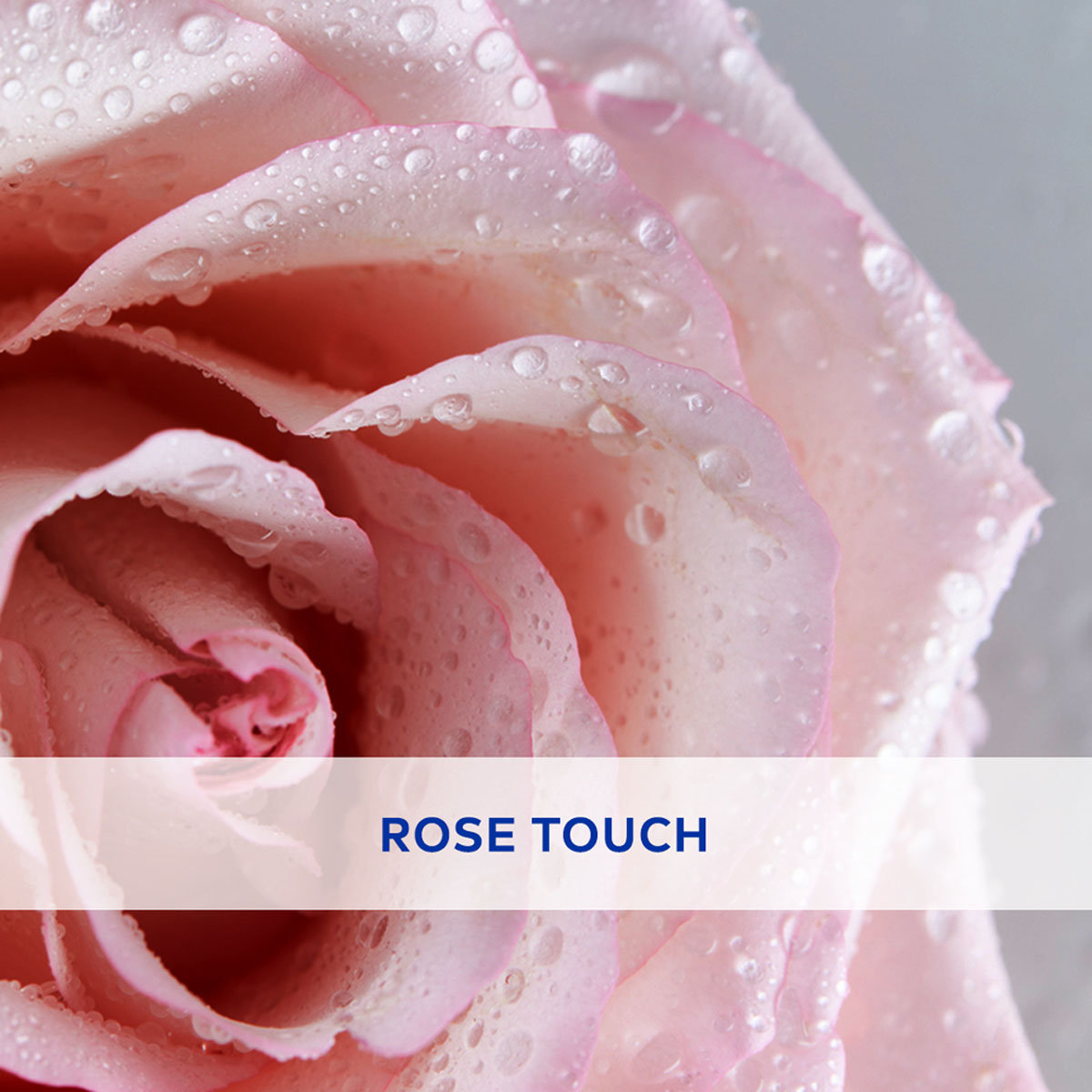 Nivea Soft Rose Lip Balm, 4.8 gm, Pack of 1 Nivea Soft Rose Lip Balm, 4.8 gm, Pack of 1