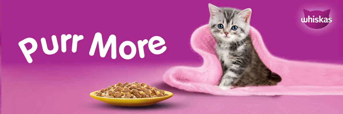 Buy Whiskas Chicken In Gravy Wet Food for Junior Cat, kg